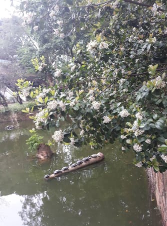 The Charms of Kowloon Park in Hong Kong: photo 5