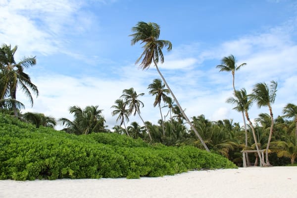 Playa Blanca beach in the Dominican Republic.: photo 7