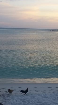 Koh Rong and island life.: photo 7