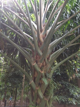 Singapore on a budget: photo 1