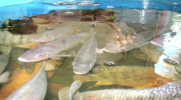 A Must Go-To Tourist Destination in Nigeria: photo 4