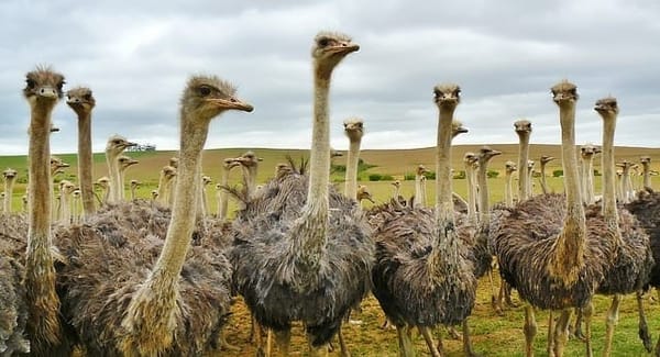 South Africa travel guide: photo 3