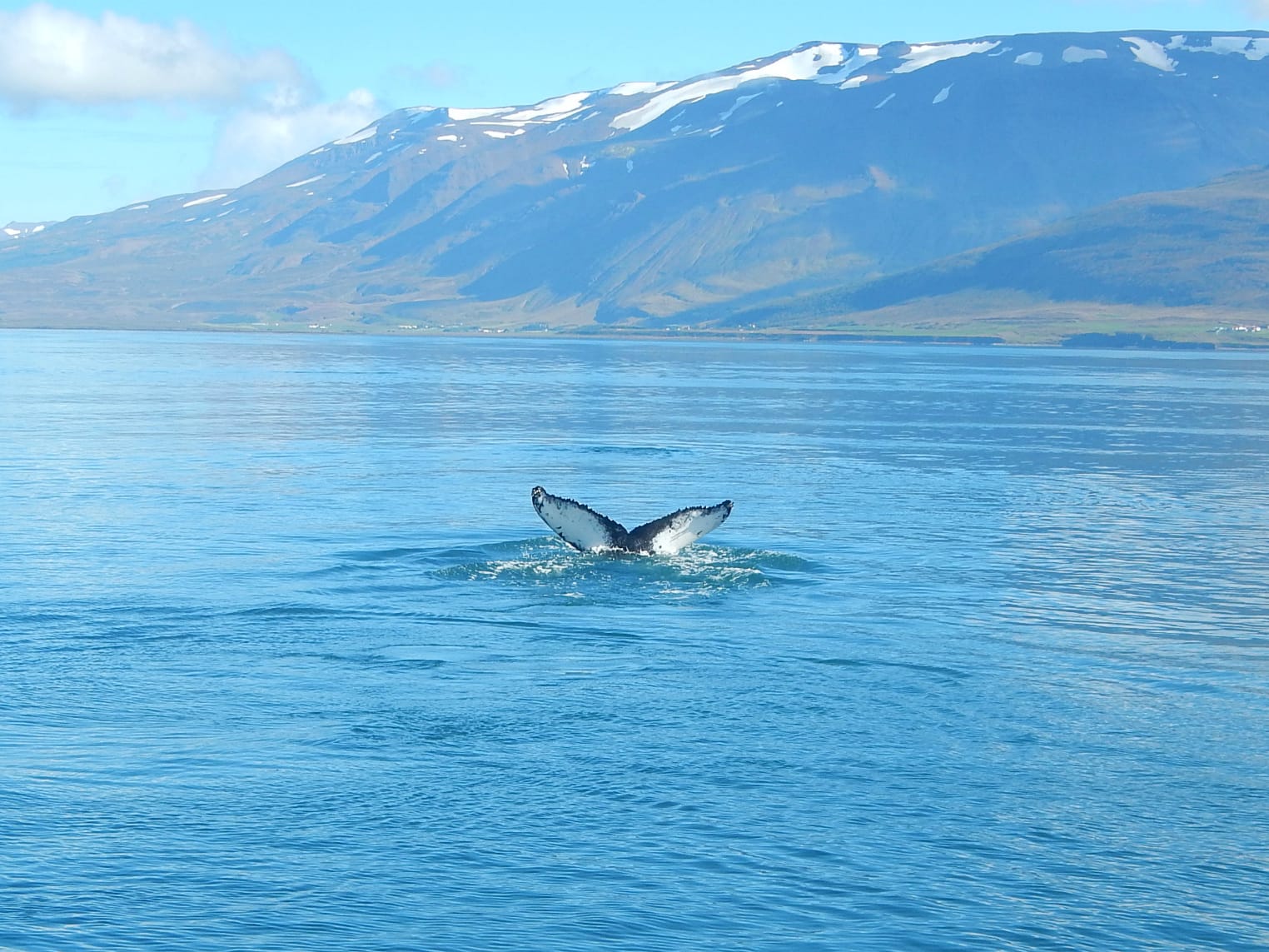Iceland: the day when I first saw a whale