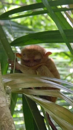 Six hours in Bohol: photo 3
