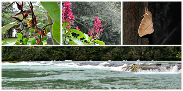 Las Nubes: a piece of heaven in Chiapas: photo 2