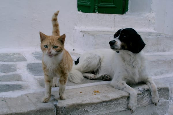 Mykonos Greece - A heaven on earth: photo 8