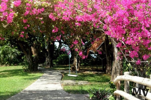 Lake Island Resort: A Hidden Paradise in Binangonan, Rizal: photo 1