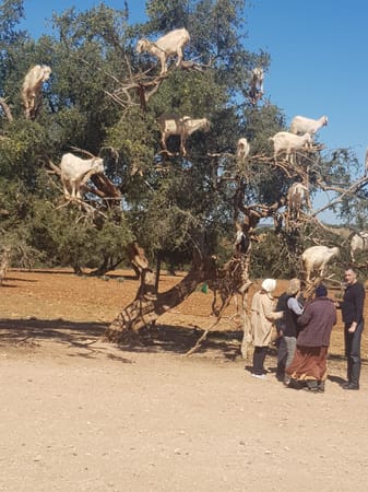 Your guide to Essaouira : The hipster city of Morocco: photo 7