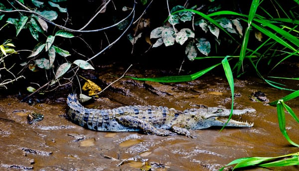 No roads, Tortuguero canals of Costa Rica: photo 5