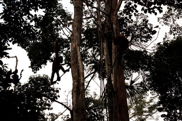 Meet the Orang-Utans in Kuching: photo 8