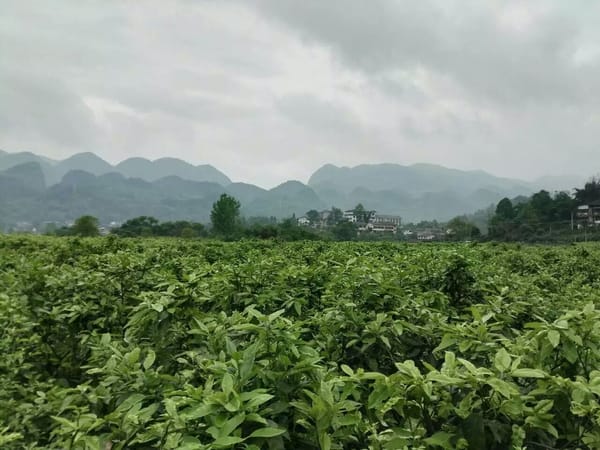 A perfect day in Hangzhou: the city of living poetry: photo 2