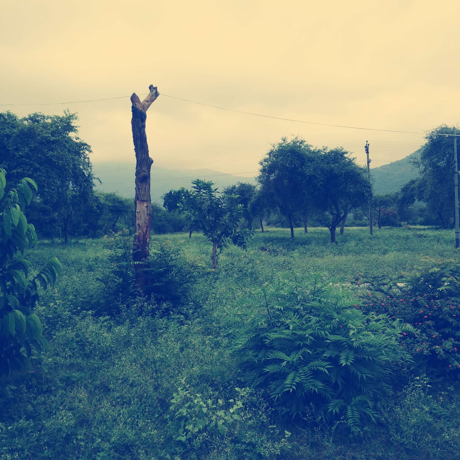 Masinagudi : Deep in the forests of Mudumalai