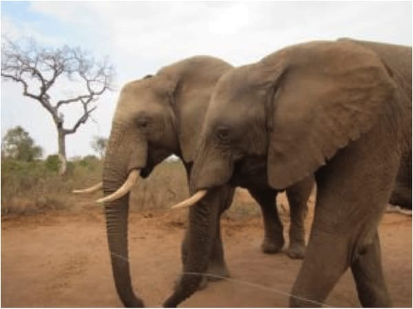 South Africa: Kruger National Park: photo 1