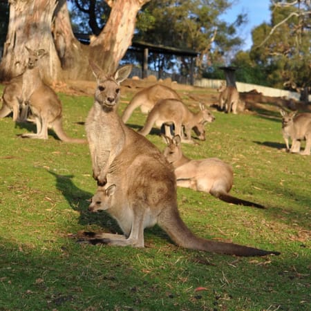 10 Things to do When You're Staying in Hobart: photo 8