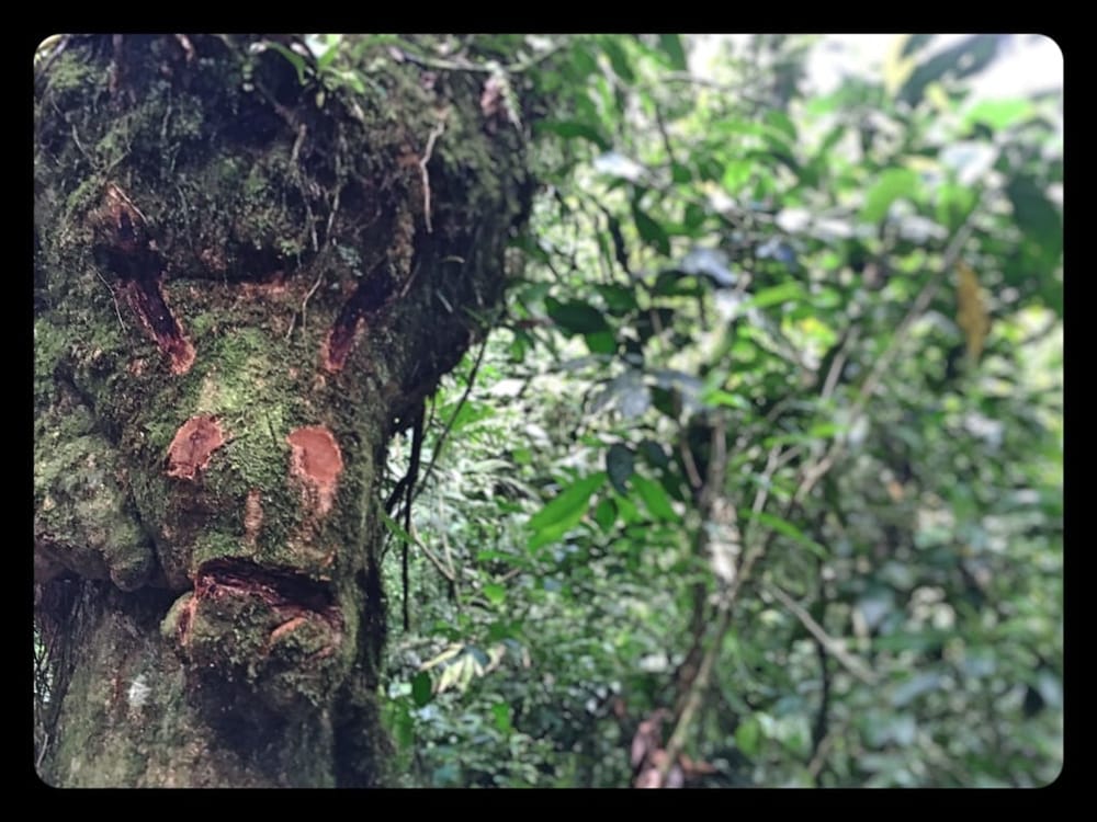 The untouched nature in Costa Rica, Monteverde