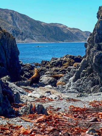 Wellington, New Zealand: A Travellers Guide To The Coolest Little Capital: photo 4