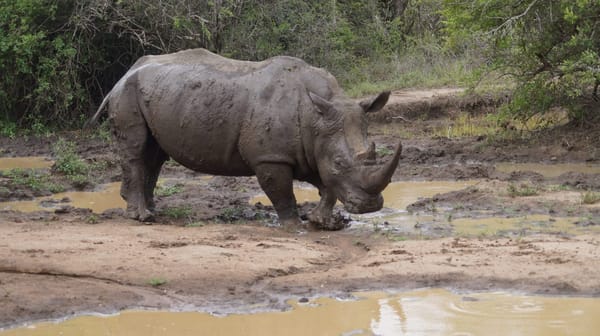 Explore the best of South Africa - Kruger National Park: photo 6