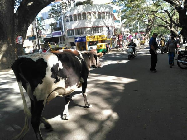 Food and Sights of Bangalore: photo 6