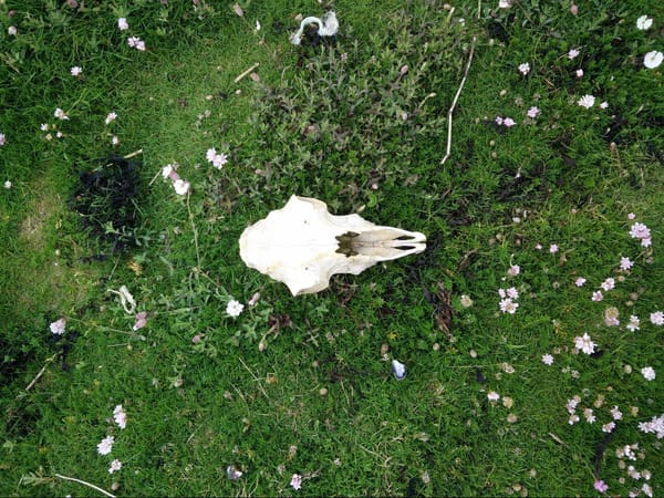 Ireland - A Different Experience at Inch Beach: photo 2