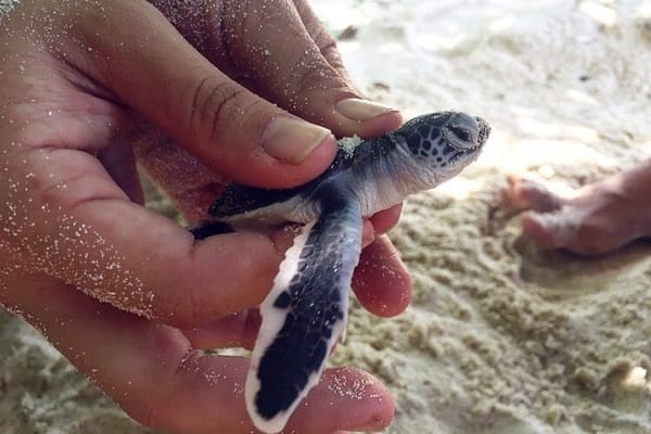 Experience the other side of Lang Tengah Island with LTTW: photo 20