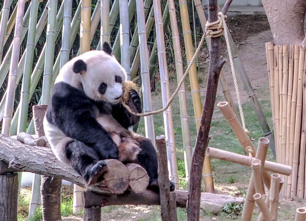 KOREA: Best things to do during winter: photo 2