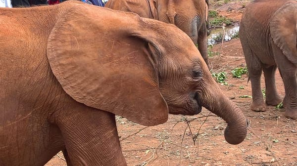 Visiting the David Sheldrick Wildlife Trust (DSWT) in Kenya: photo 2