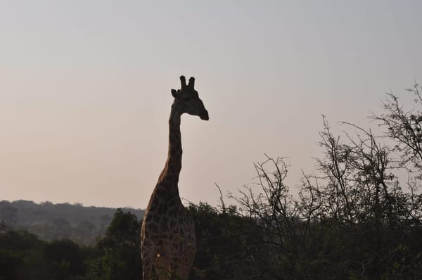 A few must-see places in South Africa: photo 1