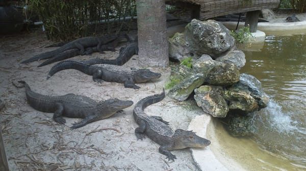 Wild Florida: photo 5