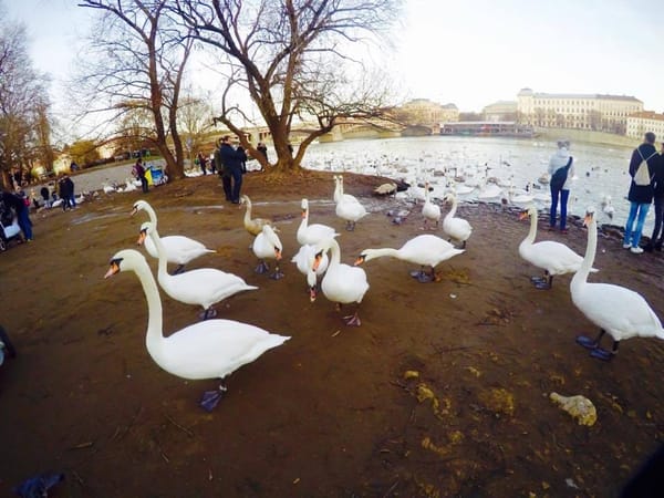 Prague During Christmas: The Magical Winter Wonderland: photo 9