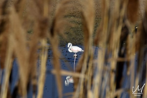 Birdwatching in Greece - Lake Kerkini: photo 9