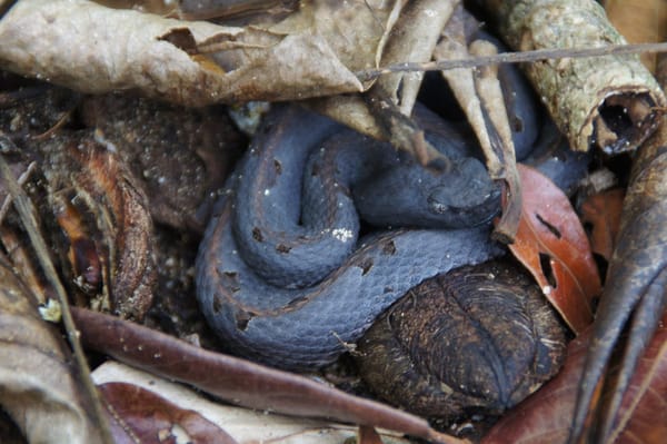 Face to face with amazing wildlife in Costa Rica’s jungle: photo 5