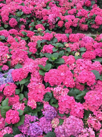 The Charms of Kowloon Park in Hong Kong: photo 3