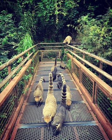 Why you should start your trip to Argentina by Iguazu Falls: photo 1