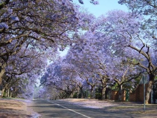 Pretoria: Navigating a "Racism Battle" in a Historic Capital: photo 3