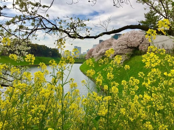 Cherry Blossom and Japanese Culture: photo 5