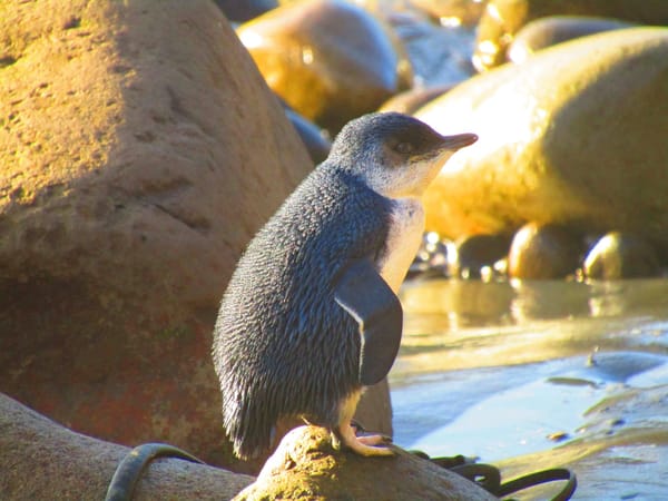 Natural wonders in the Catlins region: photo 11