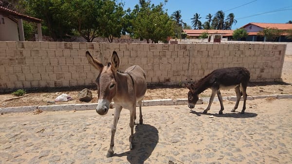 10 tips helping you enjoy the non-touristic Barra Grande: photo 6