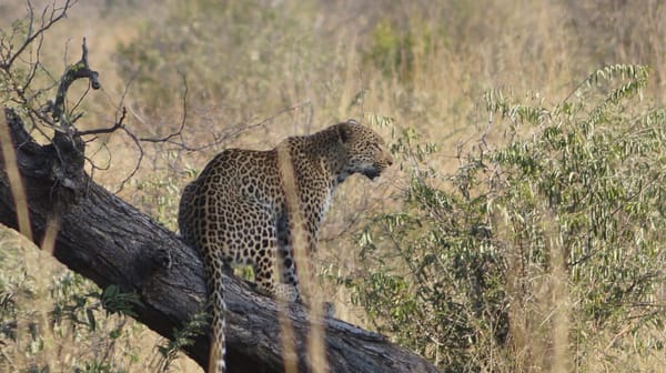 Explore the best of South Africa - Kruger National Park: photo 3