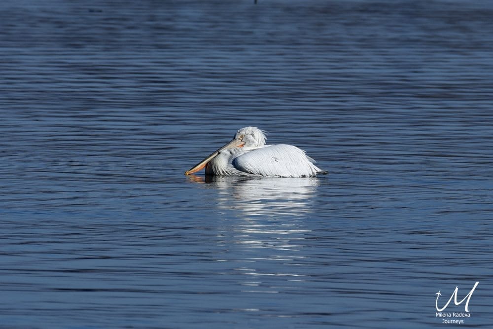 Birdwatching in Greece - Lake Kerkini