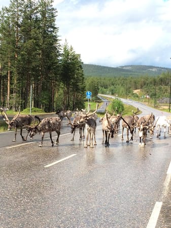 Visit Santa Claus in Lapland: photo 14