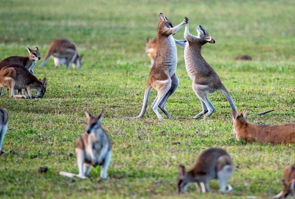 Journey in Australia from Brisbane to Cairns in 7 days: photo 3