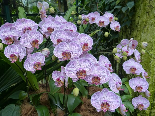 Top 5 parks to visit in Singapore: photo 2