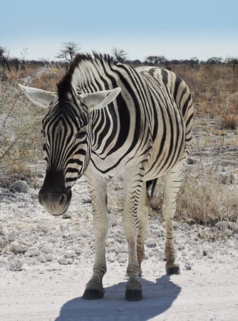 Namibia: Self-drive road trip by 2WD: photo 3