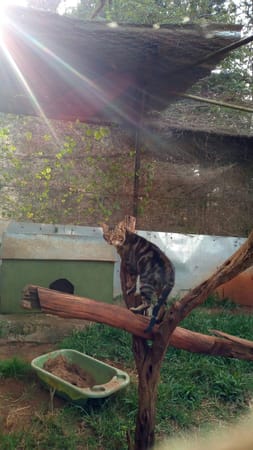 Kenya: Nairobi Animal orphanage.: photo 6