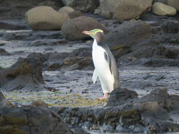 Natural wonders in the Catlins region: photo 9