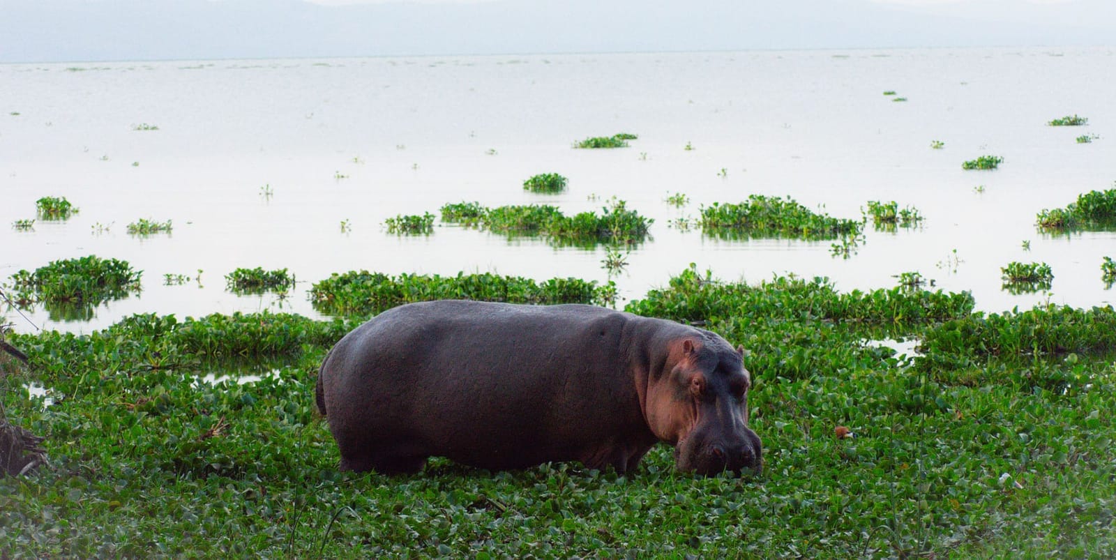 Lake Naivasha: The hippopotamus paradise