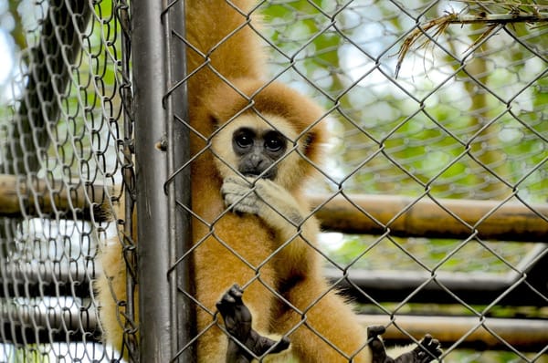 Kaeng Krachan National Park - Thailand’s Stunning Countryside: photo 7