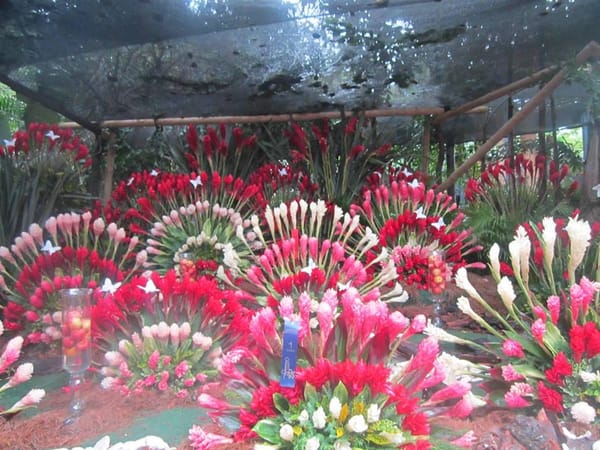 Paradise of a Unique Kind in Medellin, Colombia: photo 2
