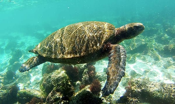 Isla San Cristobal, Galapagos – The full experience for less: photo 3