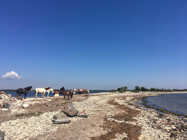 Hiiumaa: A hidden paradise in the Baltic sea: photo 4